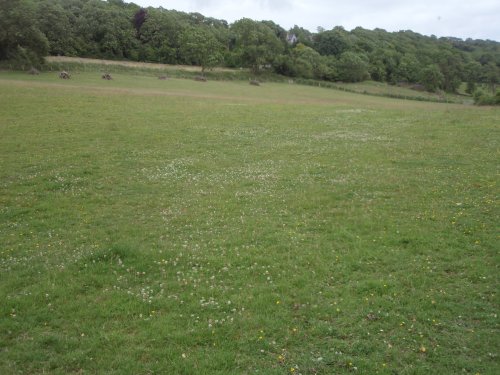 White clover in hay meadow